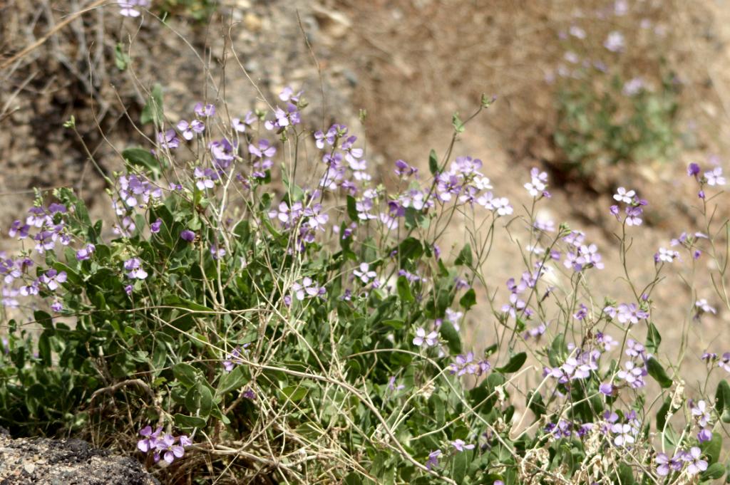 Strandviolier